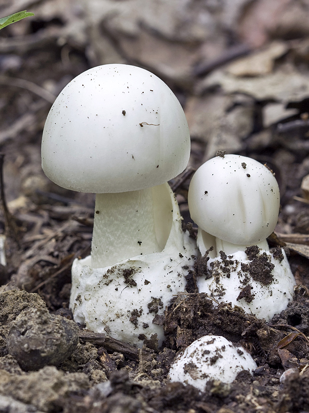 muchotrávka zelená biela Amanita phalloides var. alba Costantin & L.M. Dufour