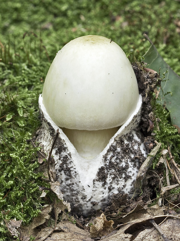 muchotrávka zelená Amanita phalloides (Vaill. ex Fr.) Link