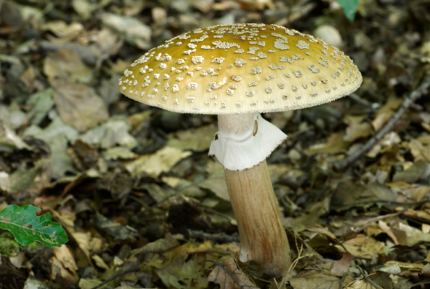 muchotrávka červenkastá Amanita rubescens Pers.