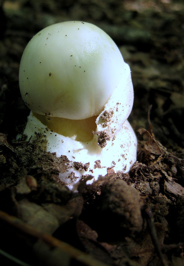 muchotrávka Amanita sp.