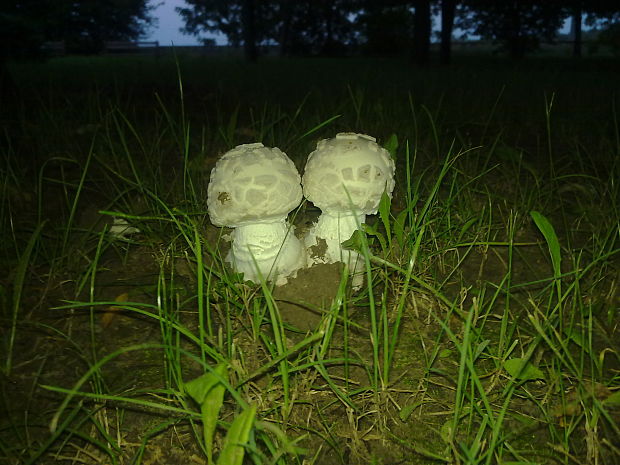 muchotrávka šiškovitá Amanita strobiliformis Gonn. & Rabenh.