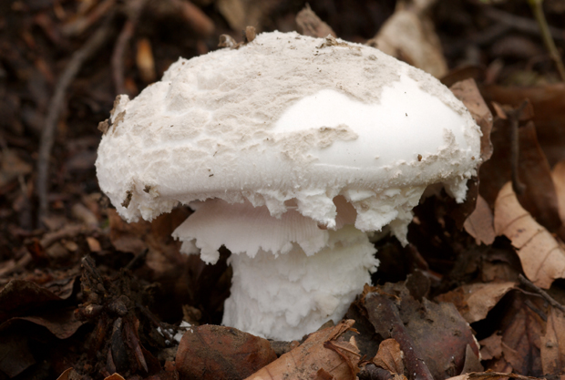 muchotrávka šiškovitá Amanita strobiliformis Gonn. & Rabenh.