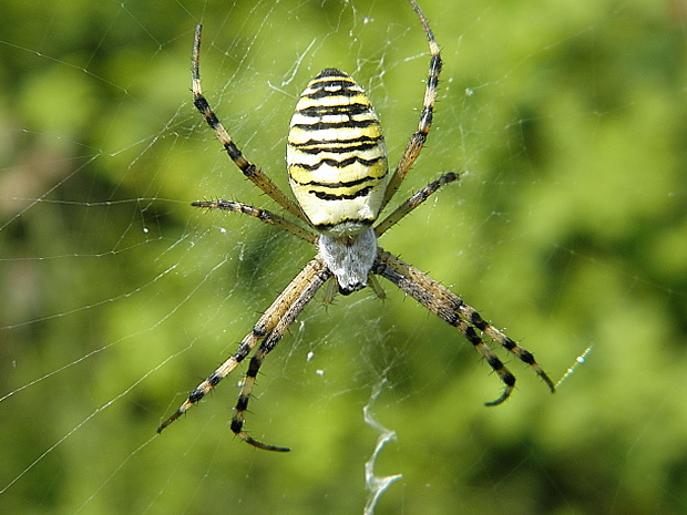 križiak pásavý Argiope bruennichi