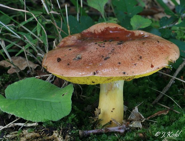 zlatohríb úhľadný Aureoboletus gentilis (Quél.) Pouzar