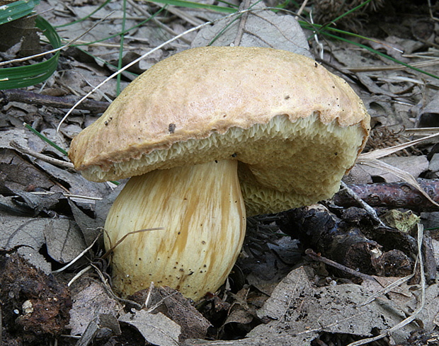 suchohríb moravský Aureoboletus moravicus (Vaček) Klofac