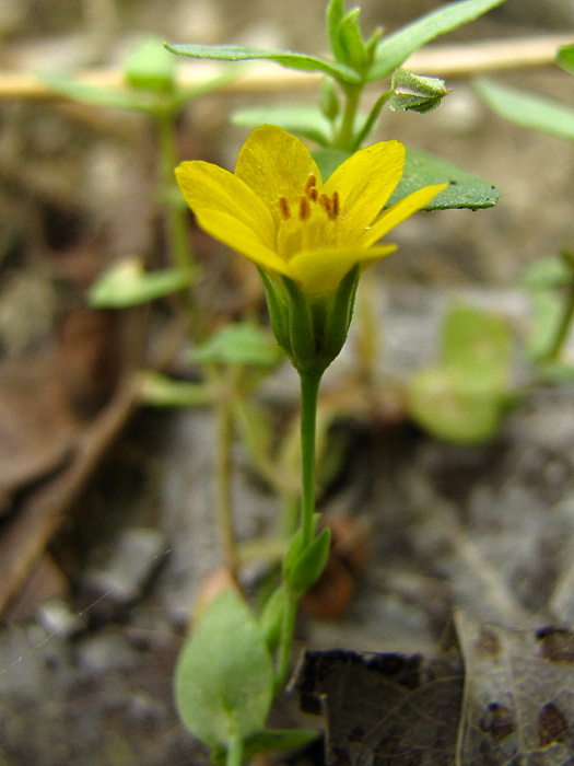 žltavka končistá Blackstonia acuminata (W. D. J. Koch et Ziz) Domin