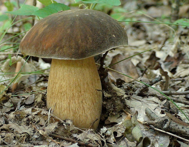 hríb bronzový Boletus aereus Bull. ex Fr.