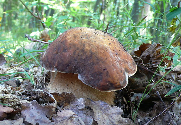 hríb bronzový Boletus aereus Bull. ex Fr.