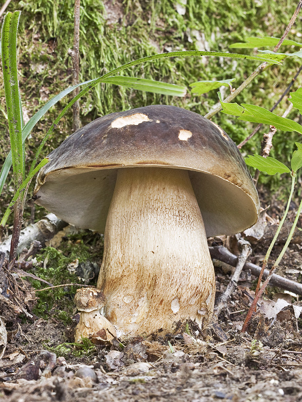 hríb bronzový Boletus aereus Bull. ex Fr.