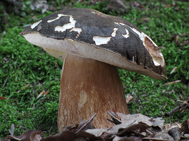 hríb bronzový Boletus aereus Bull. ex Fr.