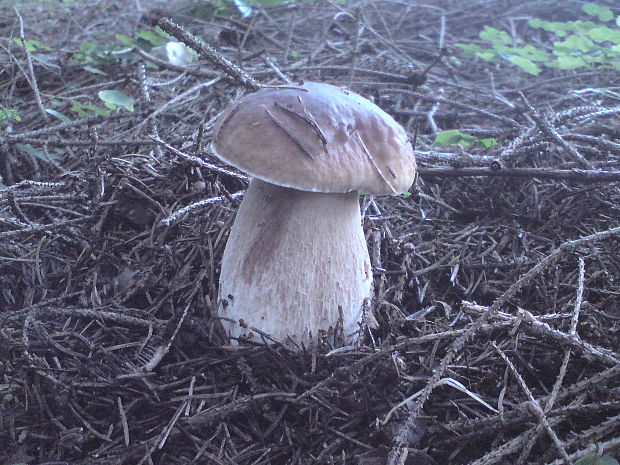 hríb smrekový Boletus edulis Bull.