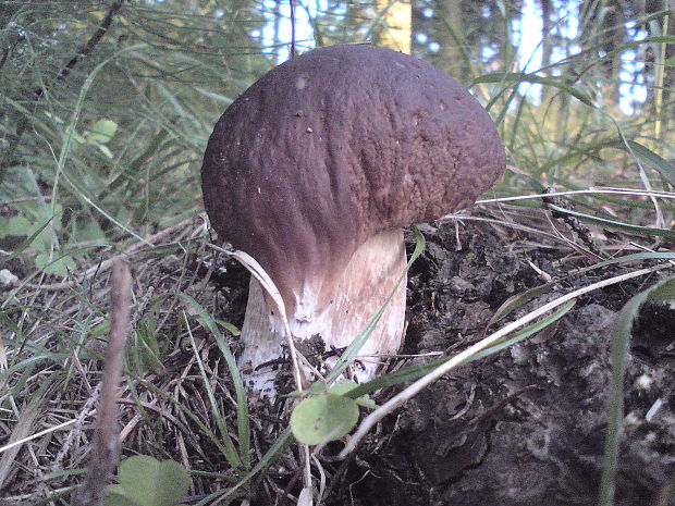 hríb smrekový Boletus edulis Bull.