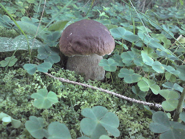 hríb smrekový Boletus edulis Bull.