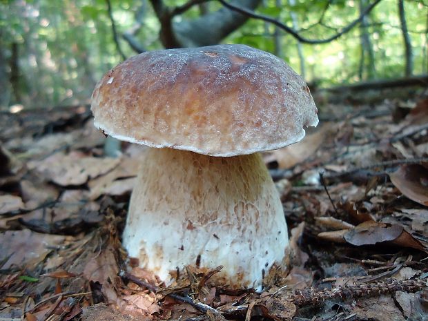 hríb smrekový Boletus edulis Bull.