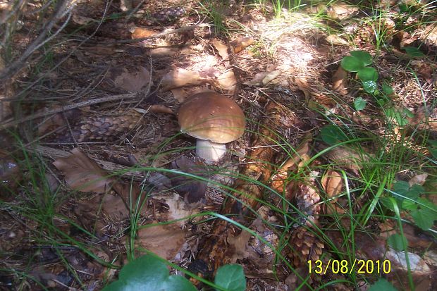 hríb smrekový Boletus edulis Bull.