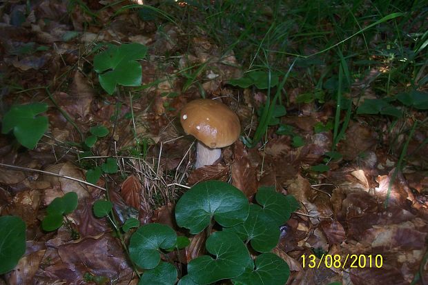 hríb smrekový Boletus edulis Bull.