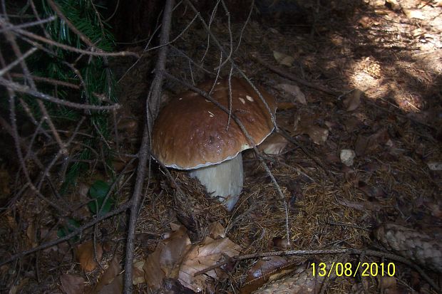 hríb smrekový Boletus edulis Bull.