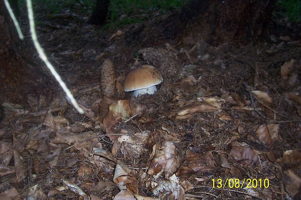 hríb smrekový Boletus edulis Bull.