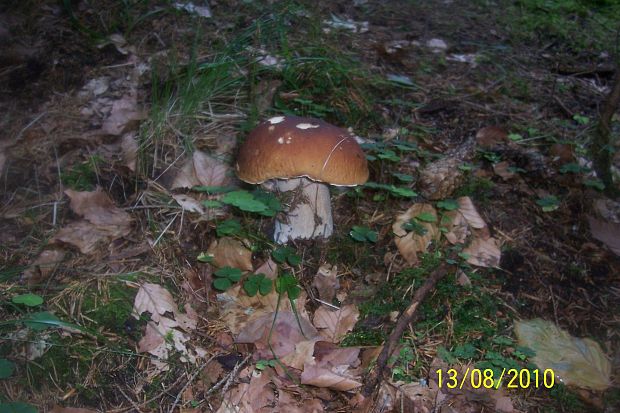 hríb smrekový Boletus edulis Bull.