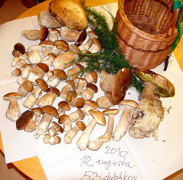 hríb smrekový Boletus edulis Bull.