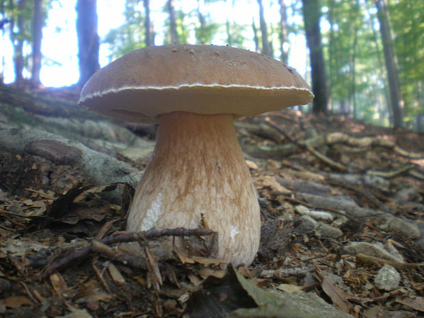 hríb smrekový Boletus edulis Bull.