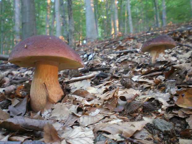 hríb sosnový Boletus pinophilus Pil. et Dermek in Pil.