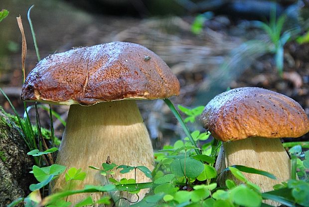 hríb sosnový Boletus pinophilus Pil. et Dermek in Pil.