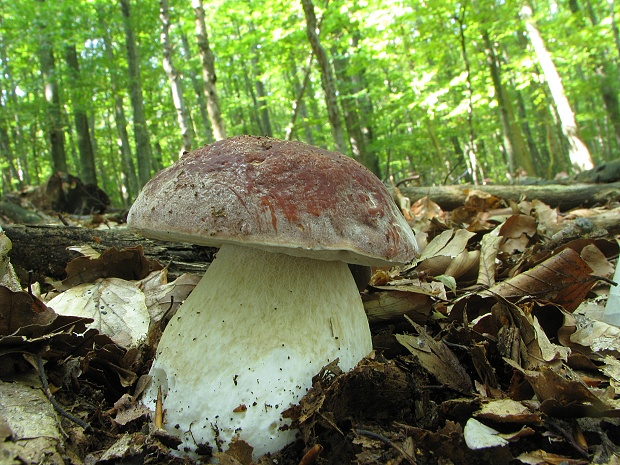 hríb sosnový Boletus pinophilus Pil. et Dermek in Pil.