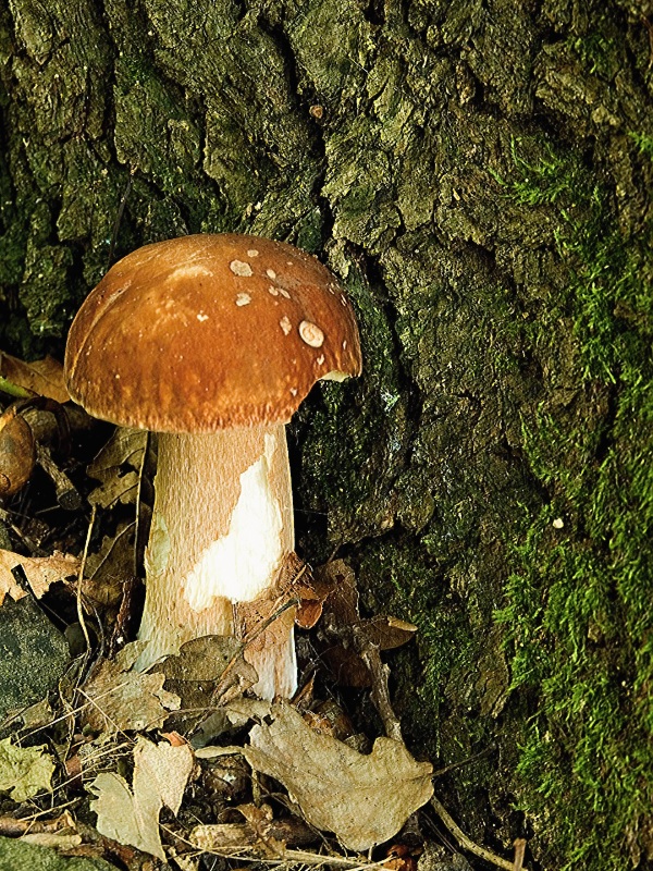 hríb dubový Boletus reticulatus Schaeff.