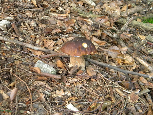 hríb dubový Boletus reticulatus Schaeff.