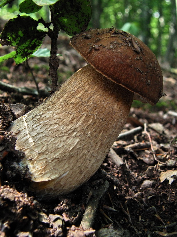 hríb dubový Boletus reticulatus Schaeff.