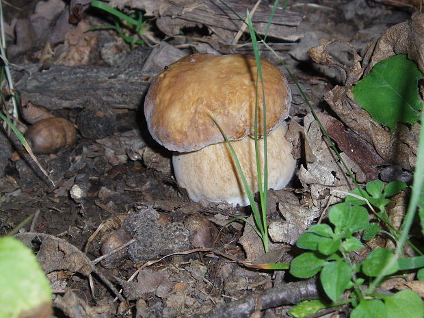 hríb dubový Boletus reticulatus Schaeff.