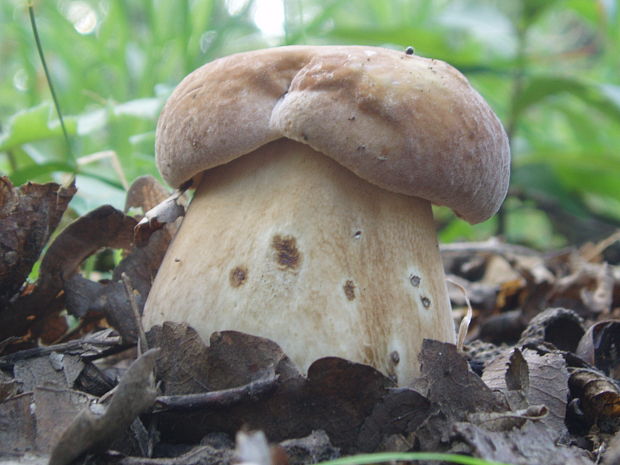 hríb dubový Boletus reticulatus Schaeff.