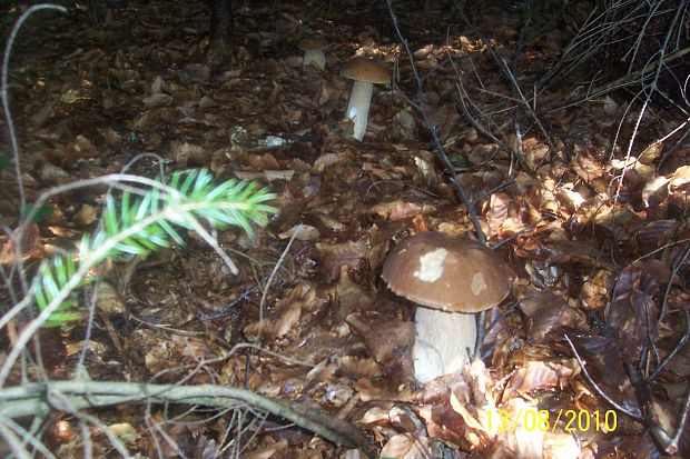 hríb dubový Boletus reticulatus Schaeff.