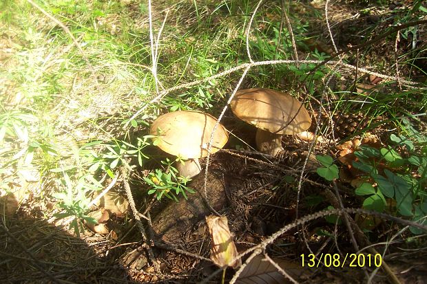 hríb dubový Boletus reticulatus Schaeff.