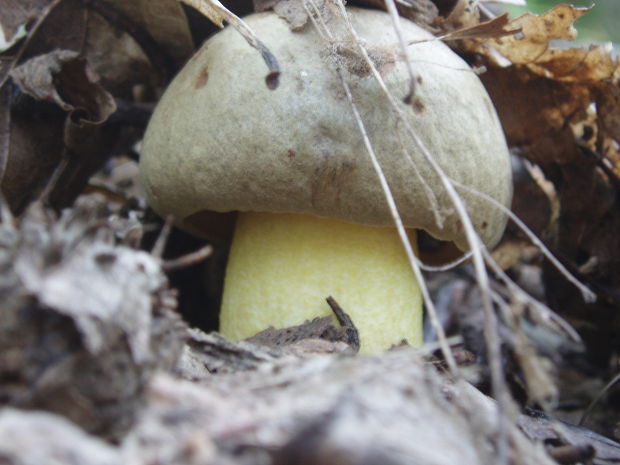 hríb príveskatý Butyriboletus appendiculatus (Schaeff. ex Fr.) Secr.