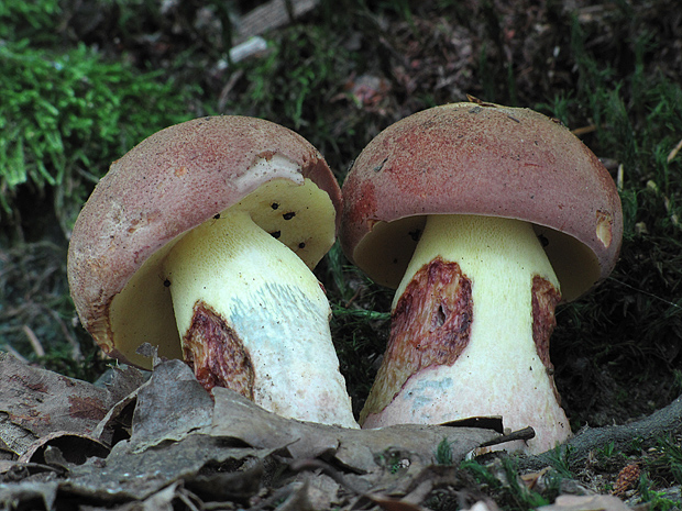 hríb nádherný Butyriboletus fuscoroseus (Smotl.) Vizzini & Gelardi