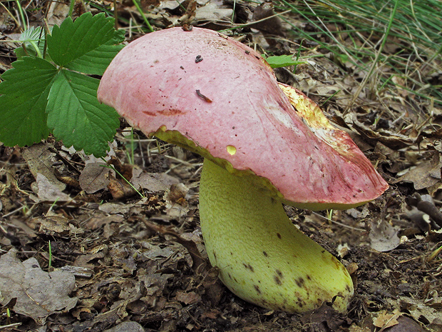 hríb kráľovský Butyriboletus regius (Krombh.) D. Arora & J.L. Frank