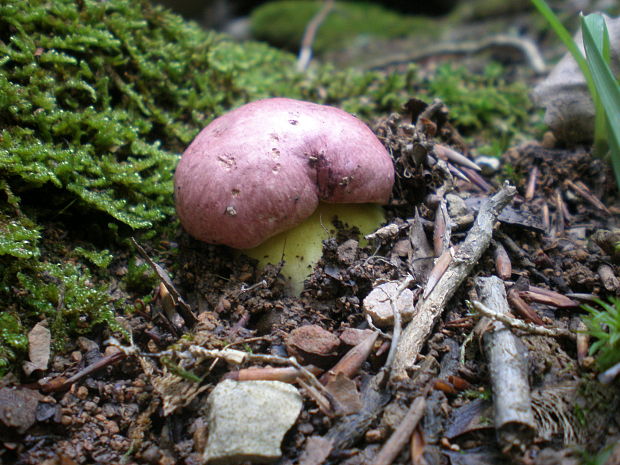 hríb kráľovský Butyriboletus regius (Krombh.) D. Arora & J.L. Frank