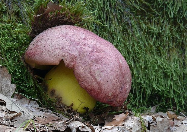 hríb kráľovský Butyriboletus regius (Krombh.) D. Arora & J.L. Frank