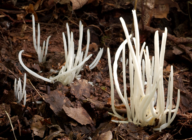 kyjačik lámavý Clavaria fragilis Holmsk.