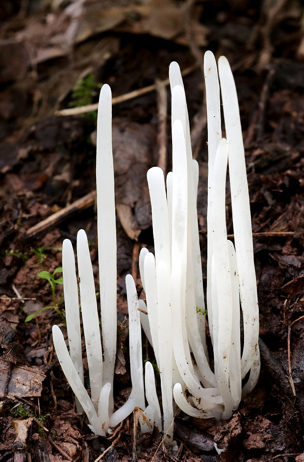 kyjačik lámavý Clavaria fragilis Holmsk.