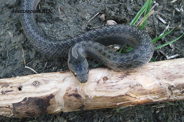 užovka hladká Coronella austriaca