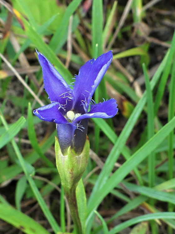 pahorec brvitý Gentianopsis ciliata (L.) Ma