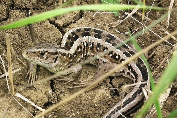 uJašterica krátkohlavá Lacerta agilis