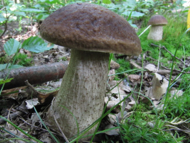 kozák hrabový Leccinum pseudoscabrum (Kallenb.) Šutara