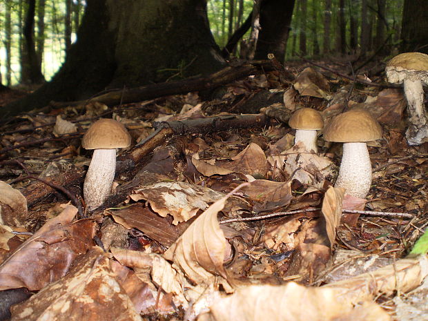 kozák hrabový Leccinum pseudoscabrum (Kallenb.) Šutara