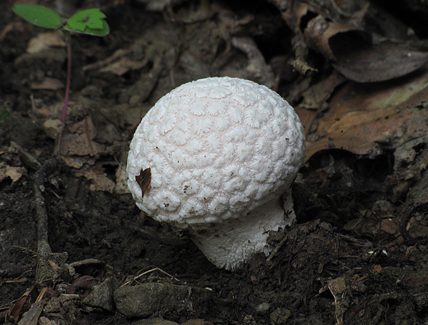 prášnica závojová Lycoperdon mammiforme Pers.