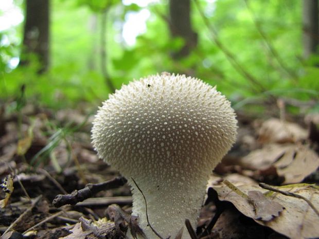 prášnica bradavičnatá Lycoperdon perlatum Pers.