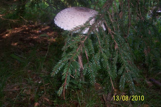 bedľa vysoká Macrolepiota procera (Scop.) Singer